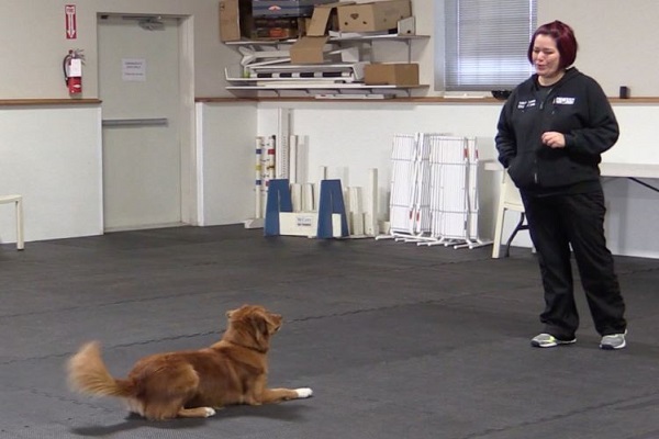 cane in addestramento