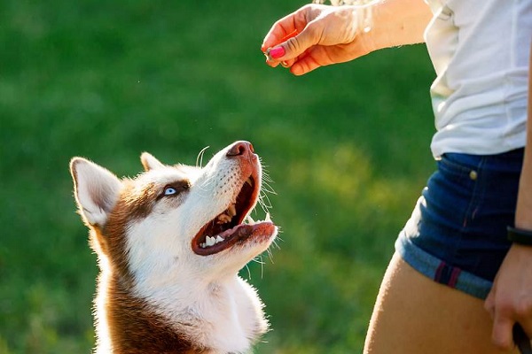 premio al cane