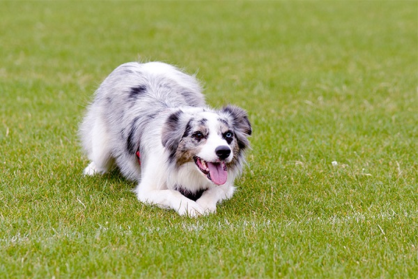 cane al parco