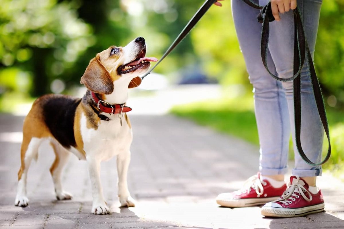 cane a passeggio