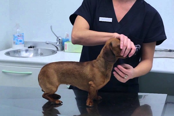 somministrazione farmaco al cane