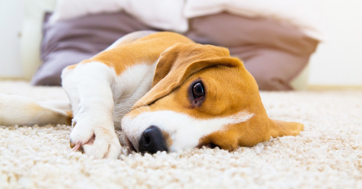 Come dare il lattulosio al cane (e aiutarlo a stare meglio)