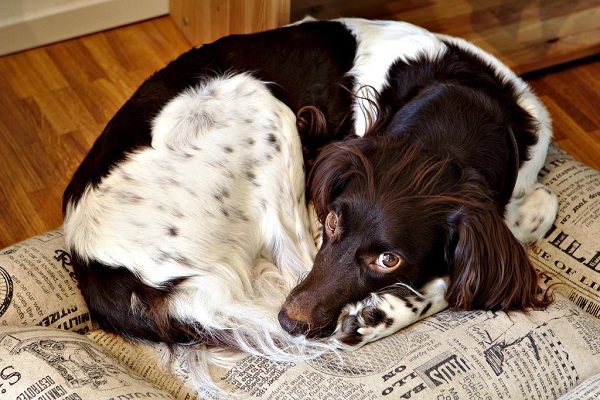 cane accucciato