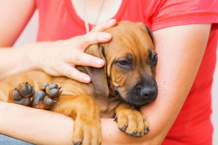 cane che si lascia confortare