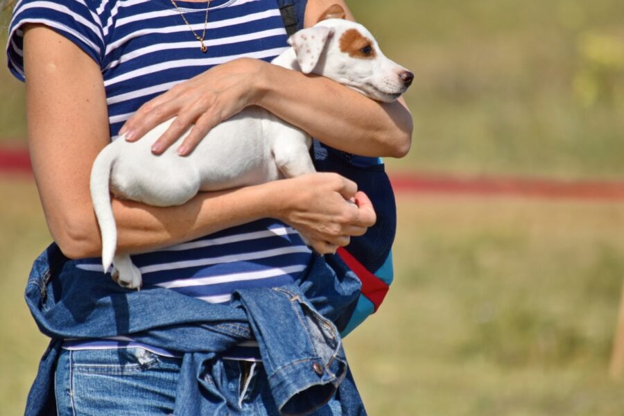 cane fra le braccia della proprietaria