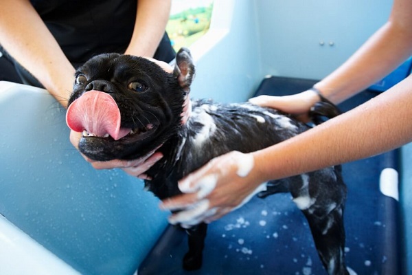 bagno al cane 