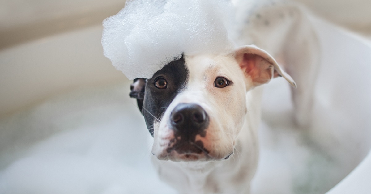 5 consigli per il bagno del cane: rendiamolo divertente