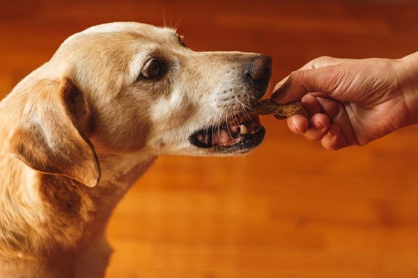 snack al cane