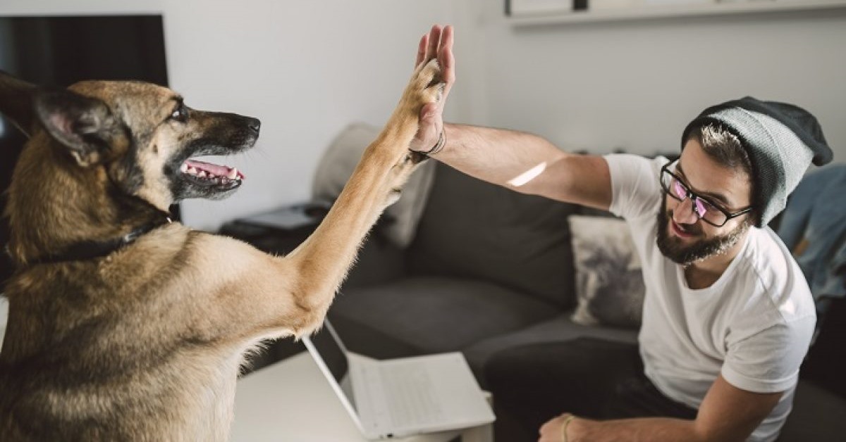 Consigli sulla sicurezza per chi ha un cane: eccone 10