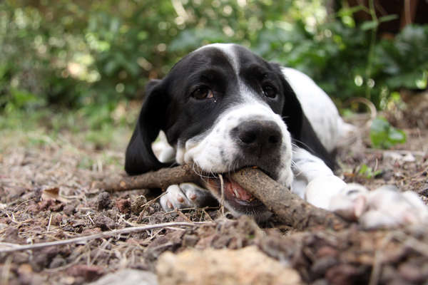 cane morde il legno