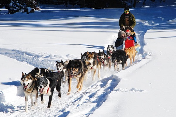 squadra di cani da slitta