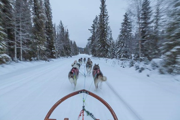 cani trainano slitta 