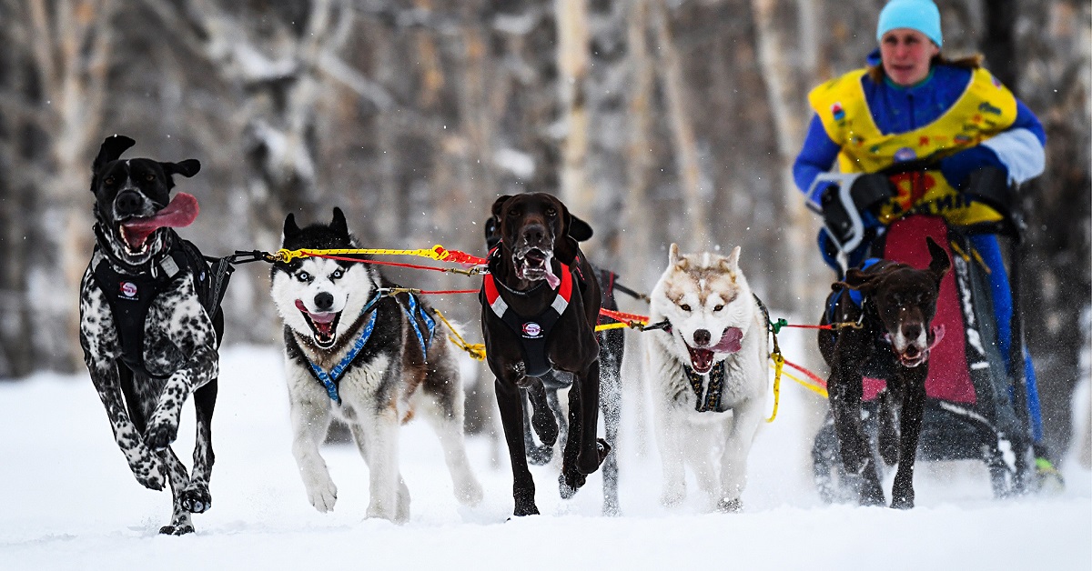 Corsa con i cani da slitta: cos’è lo sport invernale per cani resistenti