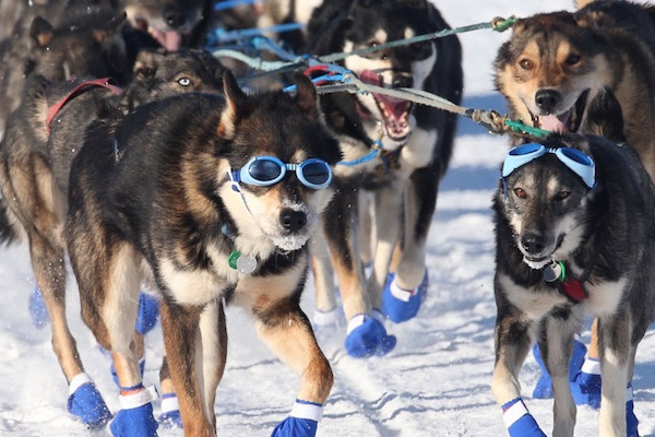 cani da slitta con scarpe e occhiali