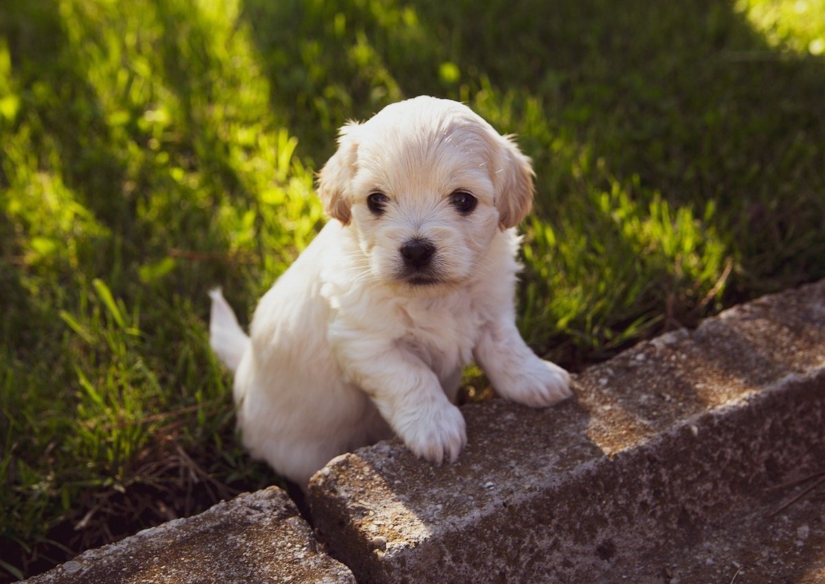 cucciolo di cane