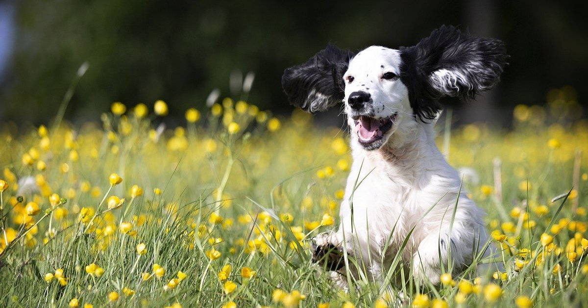 Cosa curare del cane: le cose da tenere sott’occhio