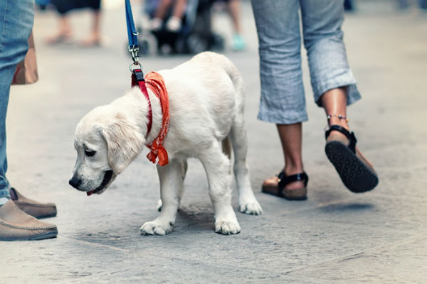 cucciolo di cane lecca tutto