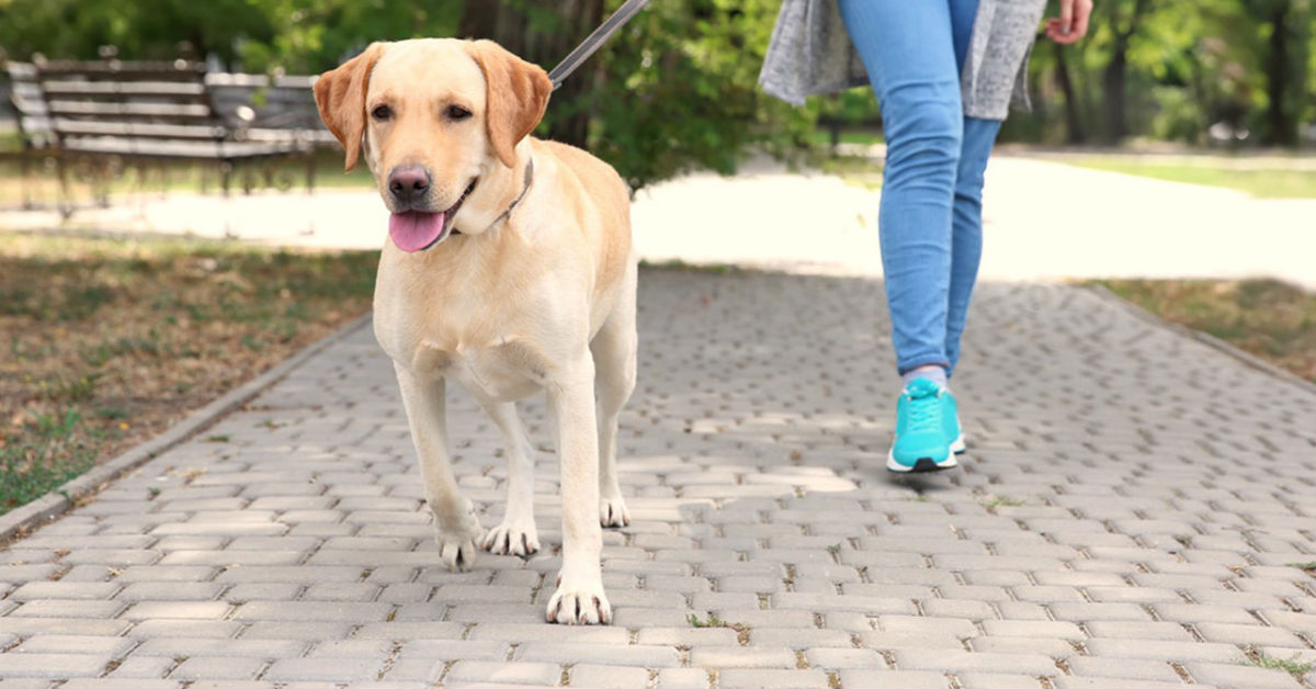 5 cose sorprendenti che il cane percepisce