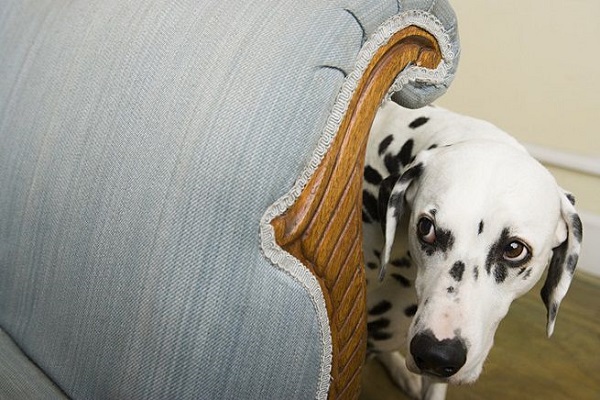 cane dietro il divano