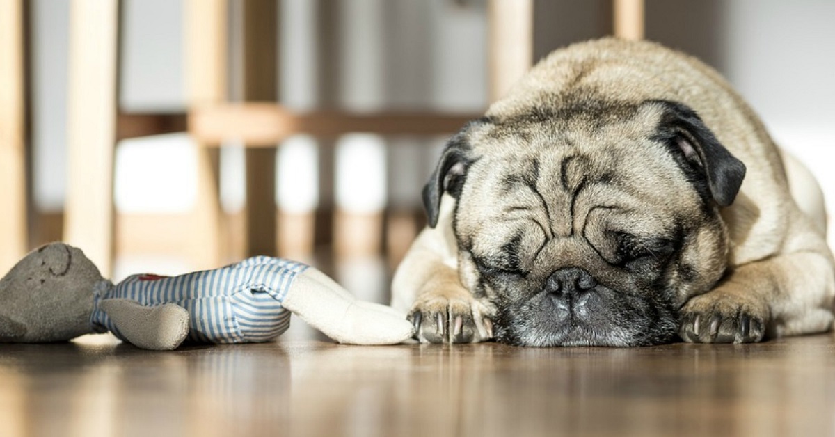 5 cose da sapere sui cani che dormono (e sognano)