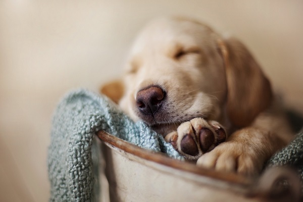 cane dorme in cesta