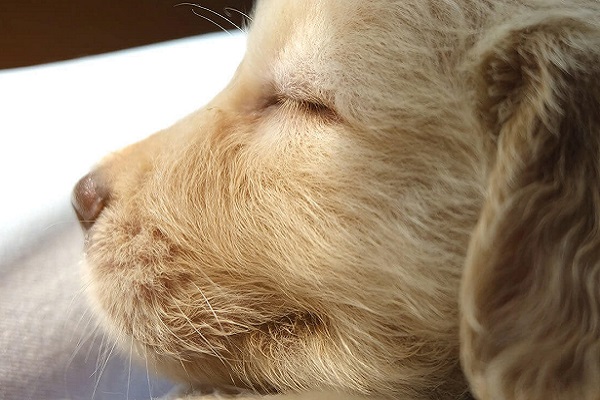 cucciolo di cane