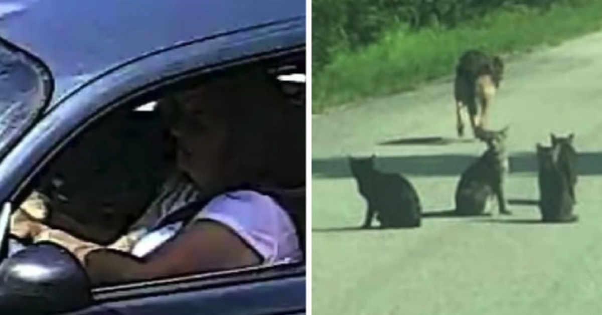 Crudele donna abbandona un cane ed altri animali per strada