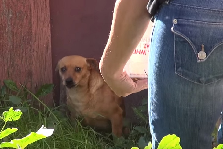 cuccioli-vecchia-casa