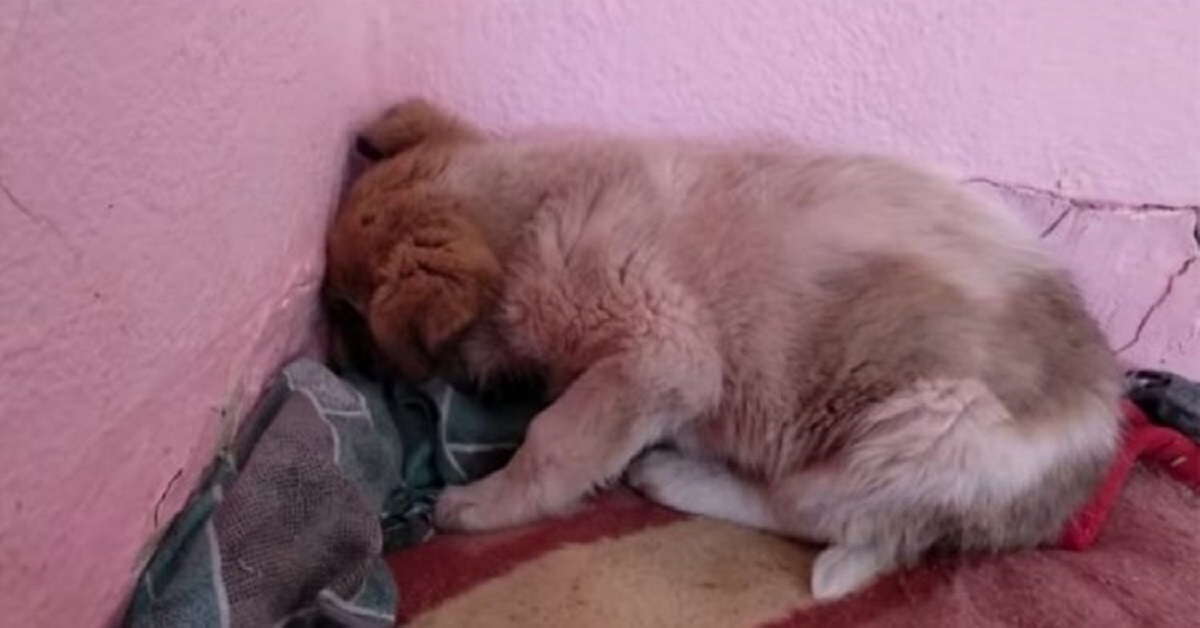 Cucciolo salvato dopo aver assistito alla scomparsa della madre