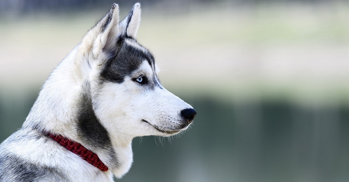 5 danni del collare del cane di cui non ti sei ancora accorto