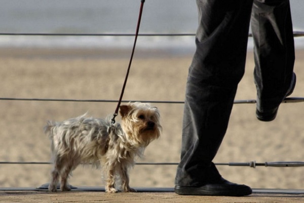 cane a passeggio