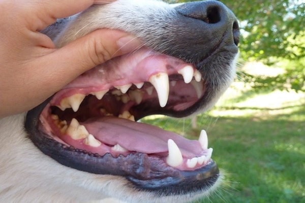 dentatura cane