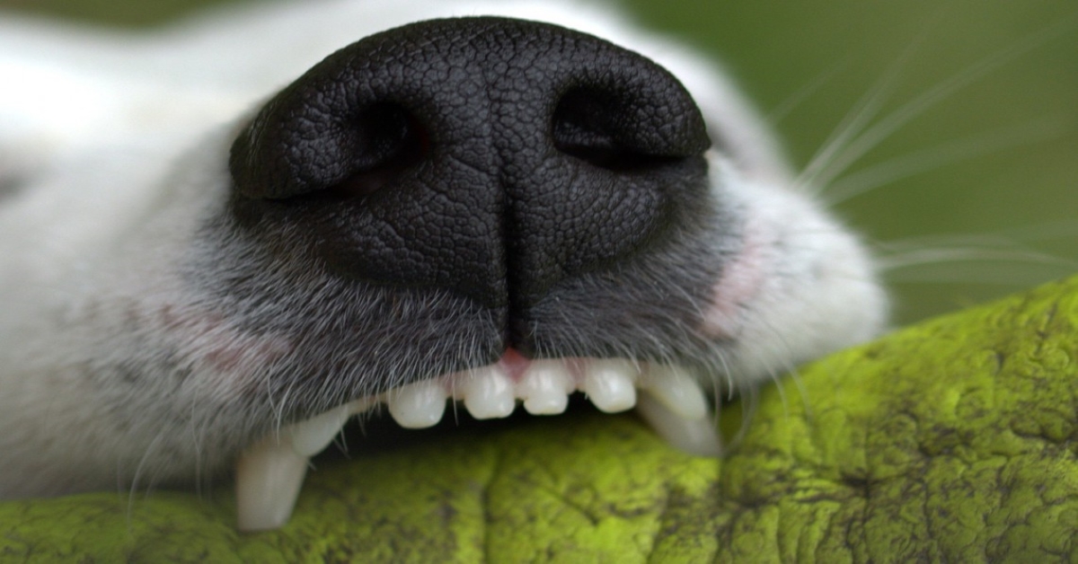 Denti scoloriti nel cane: tutte le cose da sapere