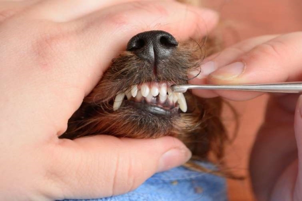 denti del cane