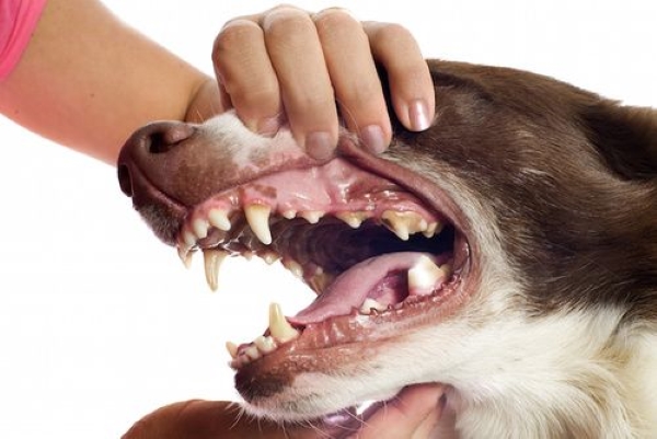 perdita dei denti del cane