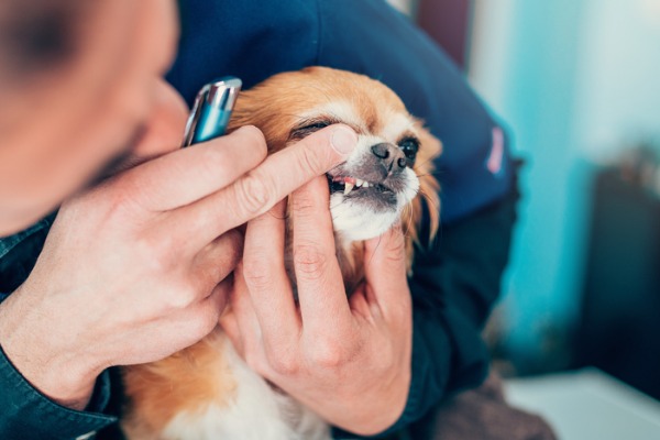 visita del cane