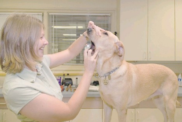 visita cane