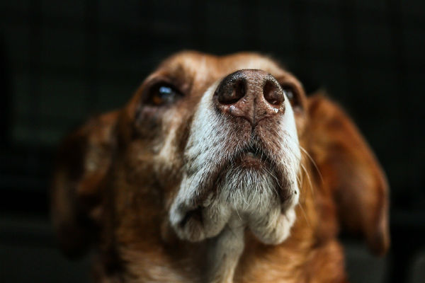 cane che guarda