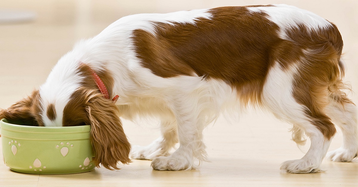 Dieta olistica per il cane: di cosa si tratta?