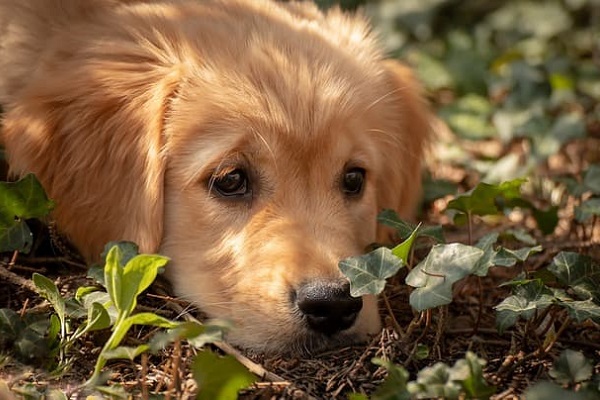 il cane da salvataggio prova angoscia