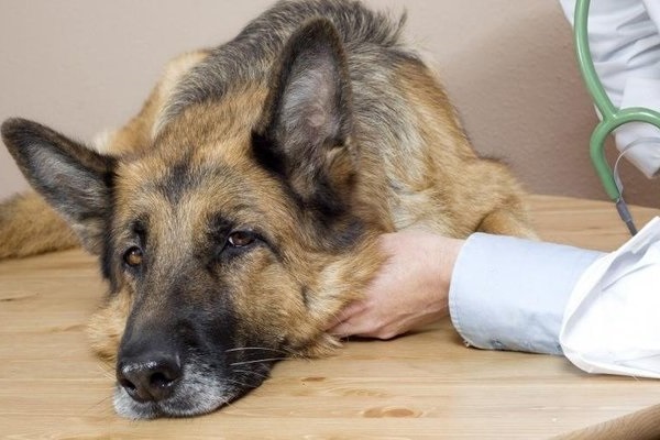 cane a visita dal veterinario