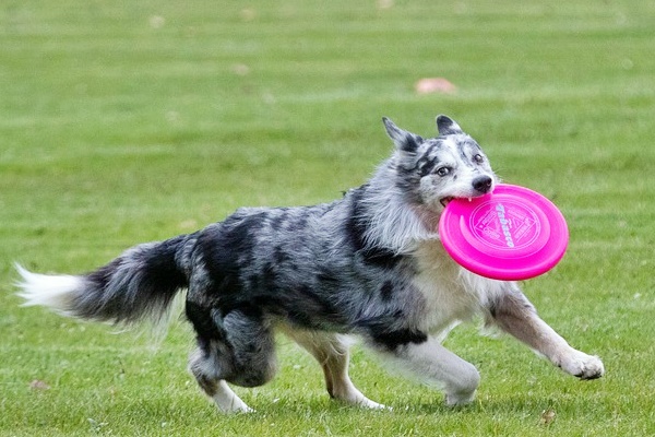 cane corre con il frisbee