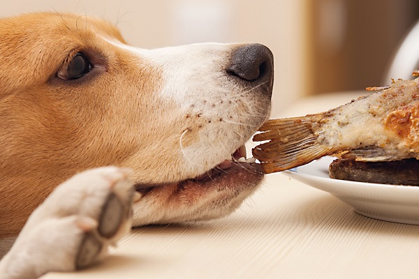 cane che ruba il pesce