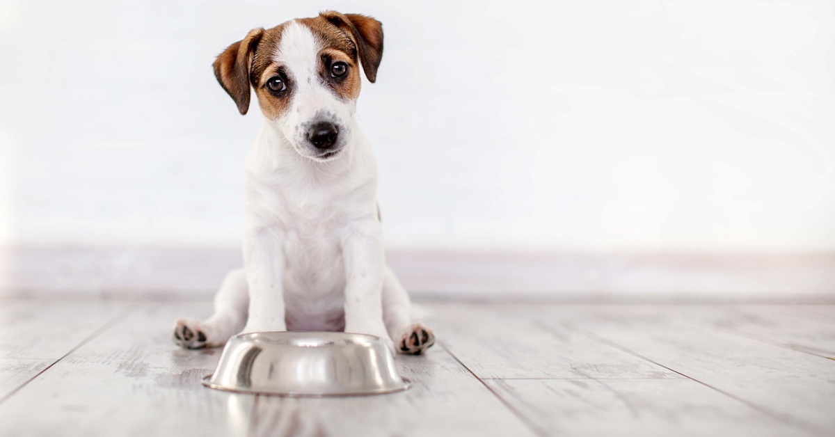 Disordini alimentari del cane: quali sono e cosa fare