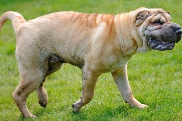 cane che cammina sul prato