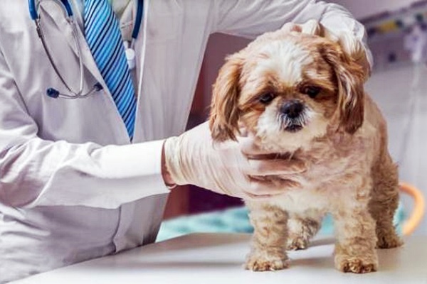 difetto del setto atriale nel cane