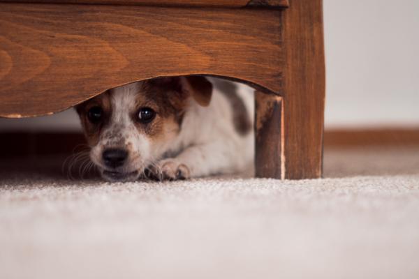 cane sotto il letto