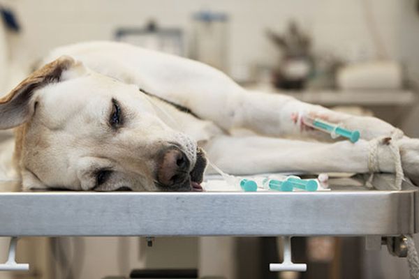 cane su tavolo operatorio