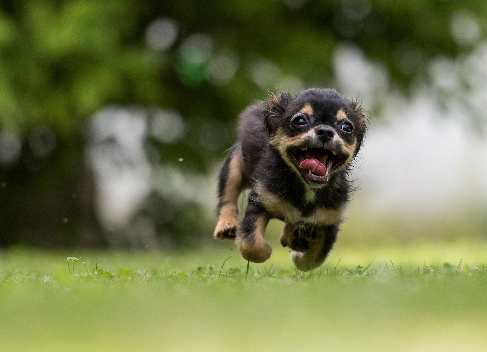 Il cane ti invita a giocare se fa queste cose