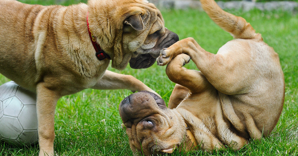 Corteggiamento canino: Fido è in amore oppure no?